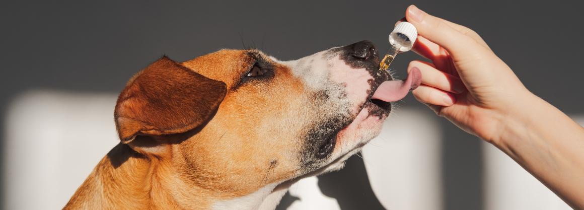 CBD: Olio e trattamenti per cani e gatti